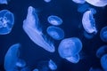 Seamoon Jellyfish on the dark blue background