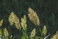 Seaoat plants on Sao Miguel Island, Azores, Portugal Royalty Free Stock Photo