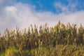 Seaoat plants on top of sand dunes on Sao Miguel Island, Azores, Portugal Royalty Free Stock Photo