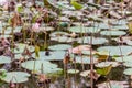 Sear lotus flower at pond Royalty Free Stock Photo