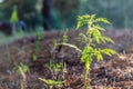 Bush of young ragweed Ambrosia in sunrays. Ground level shooting