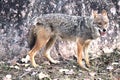 In search of food jackal Royalty Free Stock Photo