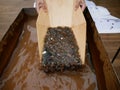 Search for gold nuggets in the gold-bearing rock in the old way using a wooden tray.