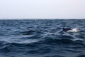 In search of the group of dolphins in Trincomalee