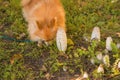 The search for mushrooms with the help of dogs.