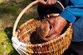 The search for mushrooms in the woods. Mushroom picker. An elder