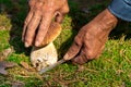 The search for mushrooms in the woods. Mushroom picker, mushrooming . An elderly man cuts a white mushroom with a knife. Men hands