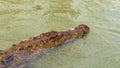 In search of prey. Nile crocodile. Lake Baringo, Kenya.