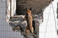 Search and rescue dog Royalty Free Stock Photo