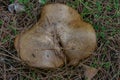 red boletus or Xerocomellus chrysenteron autumn mushroom