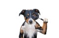 Searching dog with magnifying glass Royalty Free Stock Photo