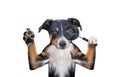 Searching dog with magnifying glass Royalty Free Stock Photo