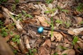 searching for easter eggs in the forest, Easter egg, Royalty Free Stock Photo