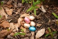 searching for easter eggs in the forest, Easter egg, Royalty Free Stock Photo