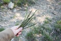 Searching for the first wild asparagus in Slovenia