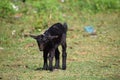 Freedom,Free,Sprit,Animals,Babby,goat,Nature,Simplicity Royalty Free Stock Photo