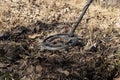 Searching for military supplies mine and shells with a metal detector Royalty Free Stock Photo