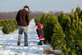 Searching for the perfect Christmas tree