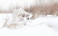 Searching on snow field Royalty Free Stock Photo