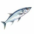 Watercolor Style Clipart Of Anchovy Fish - White Background