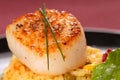 Seared scallop on a bed of saffron rice Royalty Free Stock Photo