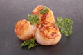 Seared scallop Royalty Free Stock Photo