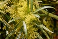 Searsia lancea, Karee tree, African sumac, Willow rhus