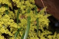 Searsia lancea, Karee tree, African sumac, Willow rhus