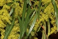 Searsia lancea, Karee tree, African sumac, Willow rhus