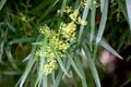 Searsia lancea, Karee tree, African sumac, Willow rhus