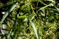 Searsia lancea, Karee tree, African sumac, Willow rhus