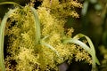 Searsia lancea, Karee tree, African sumac, Willow rhus