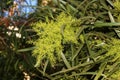 Searsia lancea, Karee tree, African sumac, Willow rhus