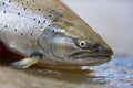 Searun Browntrout Closeup