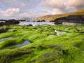 Seascape with algae in the foreground.