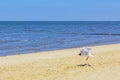 Seascape beach flying seagull on the North Sea coast Germany Royalty Free Stock Photo