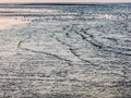 Seascape of birds and lapping waves near Rotterdam, Holland