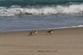 Seascape with birds Large Sandstone on the beach