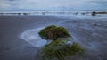 Seascape. Black sand beach during low tide. Sunset time at the beach. Stones with green seaweeds. Nature background. Cloudy sky.