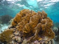 Seascape of Bonaire with Firecoral