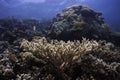 Seascape of a coral reef in shallow blue water Royalty Free Stock Photo