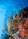 Seascape of the coral reef  and shoal of Lyretail anthias Royalty Free Stock Photo