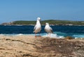 Seascape with a couple of sea gulls Royalty Free Stock Photo