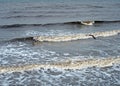 Seascape with dark blue ocean and surf breaking on the beach with a seagull flying over the waves Royalty Free Stock Photo