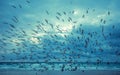 Seascape in the evening. Sunset over the sea. Seagulls flying on the beach Royalty Free Stock Photo