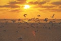 Sunset over the sea. Seagulls flying on the beach Royalty Free Stock Photo