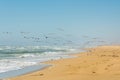 Seascape and flock of birds. Pelicans and seagulls