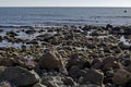 Seascape of fog morning Black Sea and flock Silver gulls or Larus argentatus in flight on the coast near ancient city Nessebar Royalty Free Stock Photo