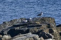 Seascape of fog morning Black Sea with Silver gulls or Larus argentatus relax on the coast near ancient city Nessebar Royalty Free Stock Photo