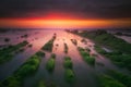 Seascape with sea moss on rocks in Barrika Royalty Free Stock Photo